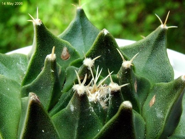 Obregonia _denegrii_ 02